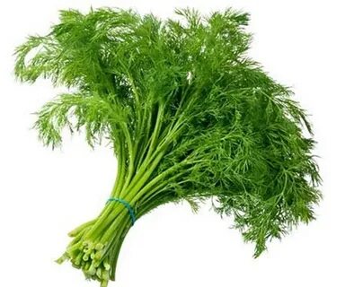 تصویر 5 از قیمت سبزی شوید خشک صادراتی + خرید باور نکردنی